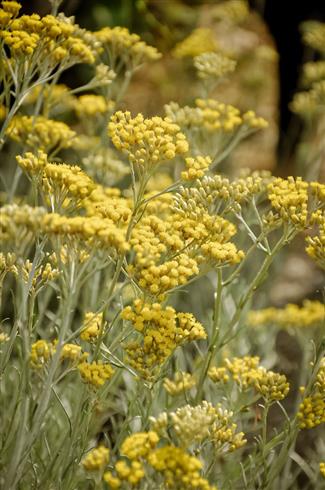 urt__kurveblomst__helichrysum_angustifolia_