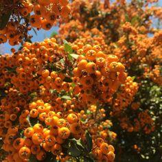 ildtorn__orange_glow__pyracantha_coccinea__haveplanter_hæk