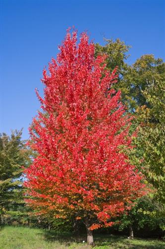 rød_løn__october_glory__oktober_løn__acer_rubrum_october_glory__haveplanter_allétræer_