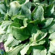 hosta__lyslilla__honeybells__