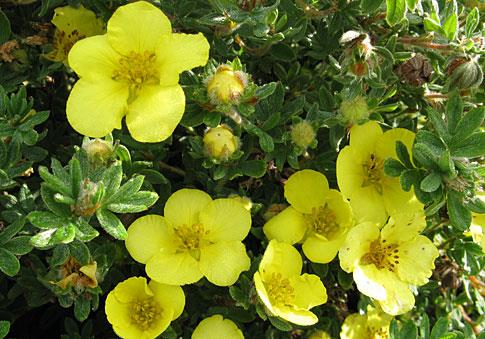 potentil__longacre__2040_cm_med_p9_potte__potentilla_fruticosa__