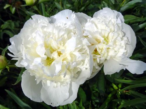 bonderose__hvid__pæon__silkepæon__knolden_leveres_i_potte_eller_klump__paeonia_lactiflora_duchesse_de_nemours__mp-35_