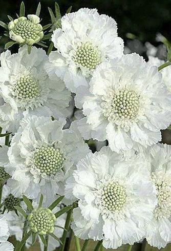 skabiose__scabiosa_caucasica_miss_willmott