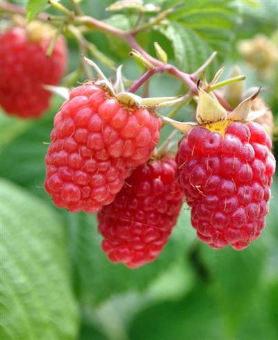 hindbær__sommerhindbær__glen_moy__rubus_ideaeus_