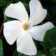 liden_singrøn__hvide_blomster__vinca__minor__alba_