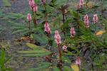 Urt - Persicaria Stauder