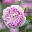Engelsk rose Roser 