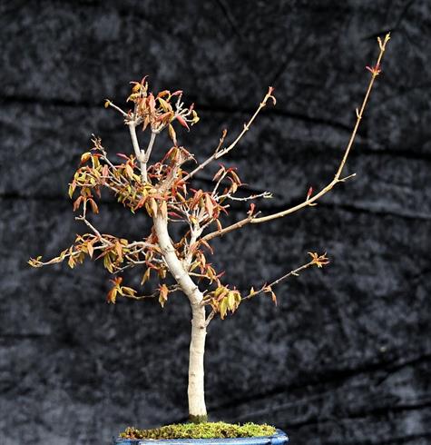 trefliget_kinesisk_dværg_ahorn__acer_buergerianum_