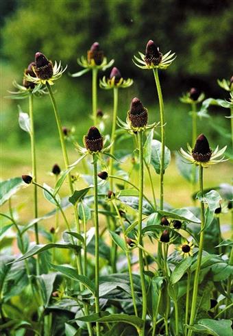 solhat__rudbeckia_occidentalis_green_wizard