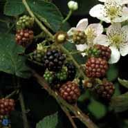 brombær__himalaya__leveres_i_potte__store_sorte_bær__modnes_når_de_er_9_måneder__selvbestøvende__mp-50__rubus__