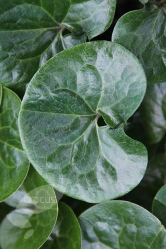 hasselurt__asarum_europaeum__