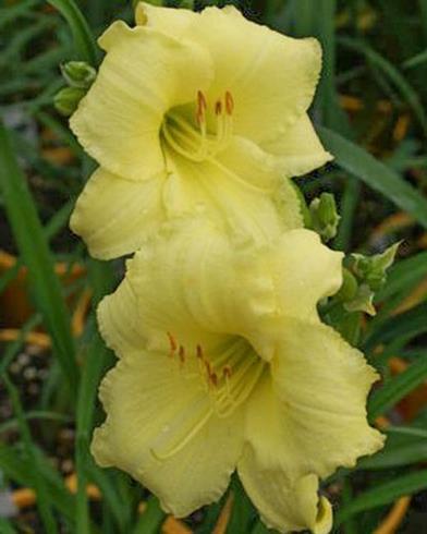 daglilje__hemerocallis_happy_returns