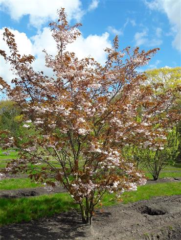 japansk_kirsebær__prunus__sargentii__fugenzoshirofugen__200-250_cm_med_klump_
