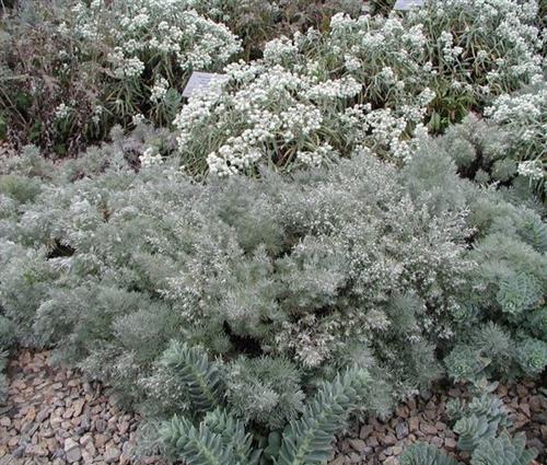 fransk_estragon__artemisia__schmidtiana__nana_