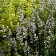 lavendel__rosarøde_blomster_i_1_l__potter___lavandula__angustifolia__rosea_