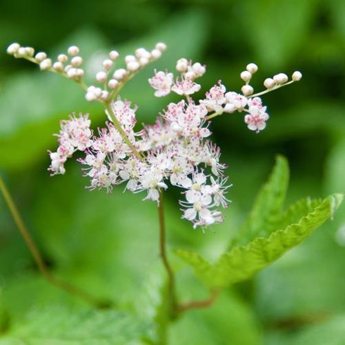 mjødurt__filipendula_purpurea_elegans