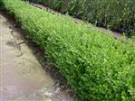 Buksbum Haveplanter