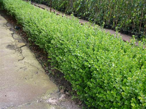 buksbom__småbladet__faulkner__1520_cm_med_potte_eller_klump__buxus_microphylla_faulkner__mp-35__