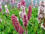 Urt - Persicaria Stauder