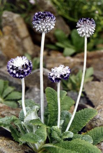 primula__capitata_mooreana