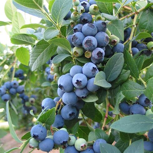 blåbær__bluejay__leveres_i_potte__frugtbusk__mellemstore_blåsorte_bær_med_mørkt_kød__modnes_når_de_er_7-8_måneder__mp-34__vaccinium_corymbosum__
