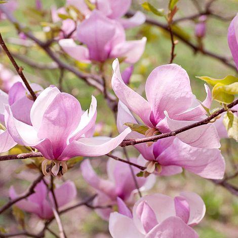stjernemagnolie__george_henry_kern__rosahvid__1530_cm_med_potte__magnolia_stellata____