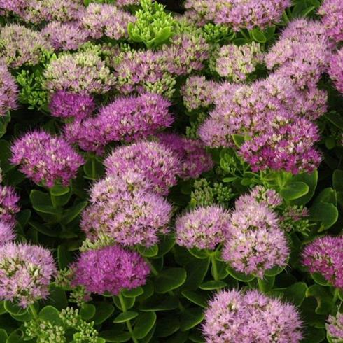 kinesisk_sankthansurt__sedum_spectabile_carmen