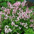 Stjernetop Haveplanter