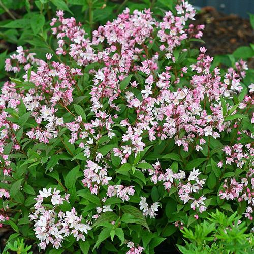 stjernetop__carminea_rosea__hvidrosa__5080_cm_med_potte_eller_klump__deutzia_