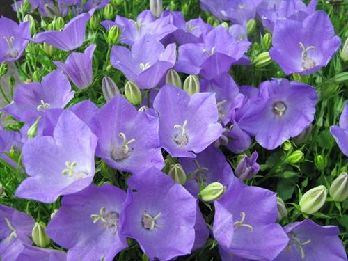 karpaterklokke__store_blåviolette_blomster__campanula__carpatica_blaue_clips_