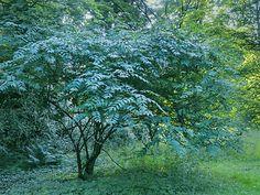 blåbælg__decaisnea_fargesii__haveplanter