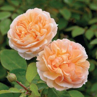 the_lady_gardener__abrikos__engelsk_rose_