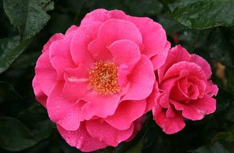 romanze__mørkrosa__buketroser__