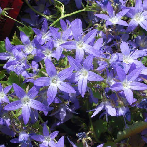 mÆlkeklokke__campanula__poscharskyana__stella_