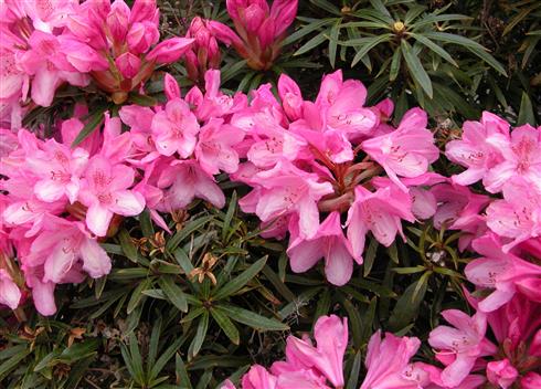 rhododendron__pink__leveres_i_p13_potte__graziella_