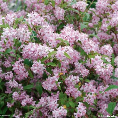 stjernetop__mont_rose__deutzia_