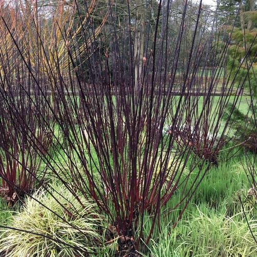 kornel__sortgrenet__cornus_alba_kesselringii_