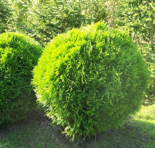 thuja__danica__occidentalis__kugleformet__haveplanter