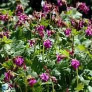 storrodet_storkenæb__rødlilla_blomster__geranium__macrorrhizum__bevans_variety_