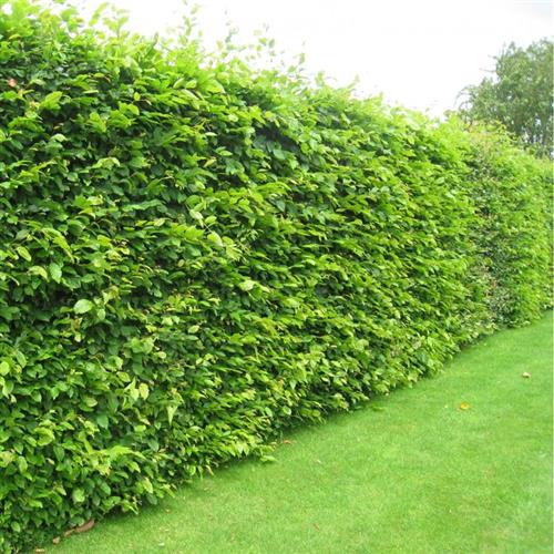 avnbøg__carpinus_betulus_d__