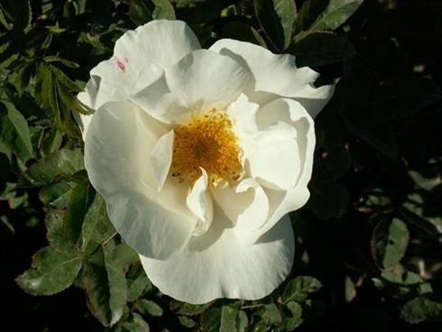 nevada__cremehvid__busk-_og_parkrose_
