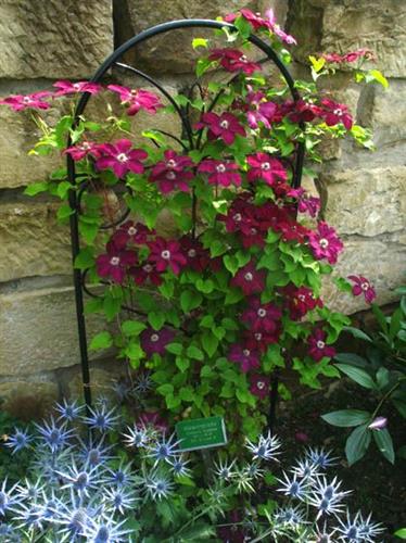 clematis__rouge_cardinal__dybrøde_fløjelsagtige_blomster__leveres_med_potte__storblomstrende__mp-34_