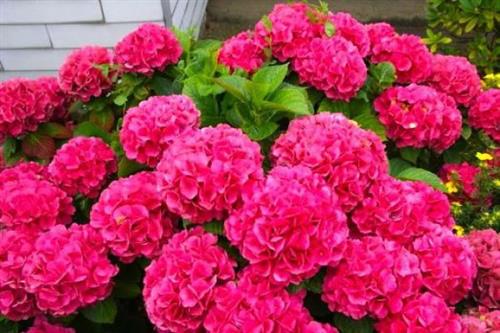 hortensia__alpenglühen__rød__hydrangea_macrophylla__haveplanter_