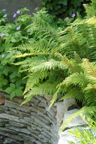 mosbregne__polystichum_setiferum_proliferum
