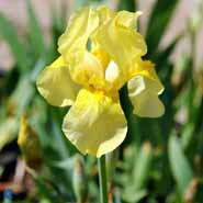 iris__gule_blomster__germanica__sangreal_