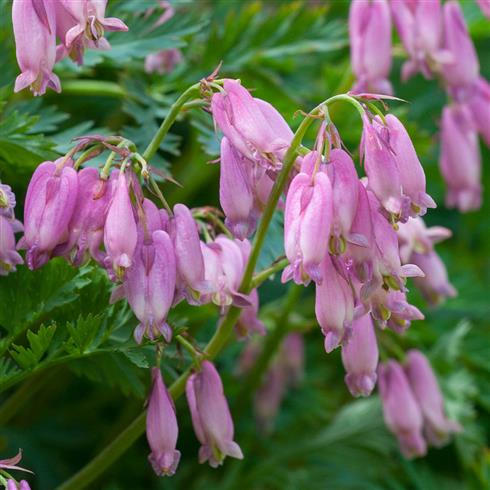 lille_hjerteblomst__dicentra__eximia_stuart_boothman_