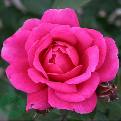 kim_wall__mørke_pink__buketroser__