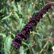 sommerfuglebusk__black_knight__2050_cm__med_p9_potte__buddleja_davidii_