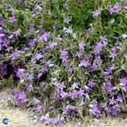 campanula__krybeklokke__violette__portenschlagiana_