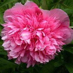 bonderose__pæon__rosarød__silkepæon__knolden_leveres_i_potte_eller_klump__paeonia_officinalis_rosea_plena_